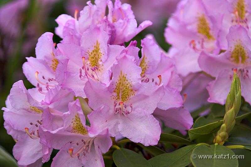 NJ Botanical Gardens 7